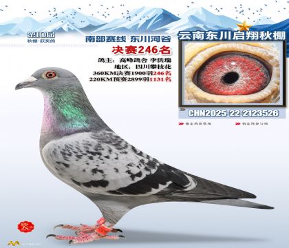 东川启翔决赛246名