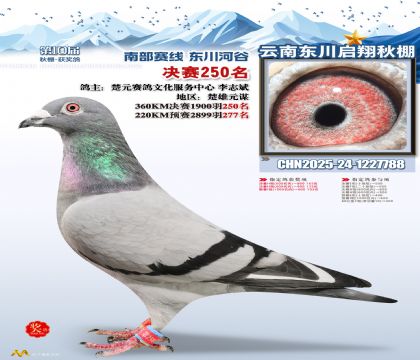 东川启翔决赛250名