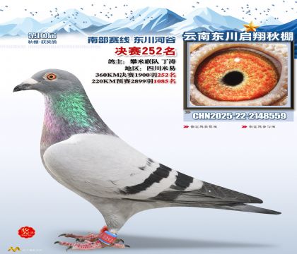 东川启翔决赛252名