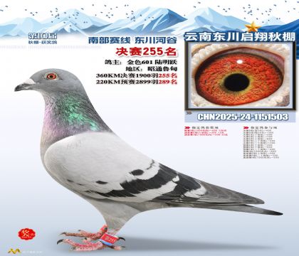 东川启翔决赛255名