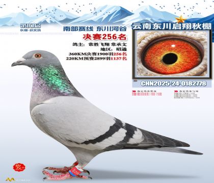 东川启翔决赛256名