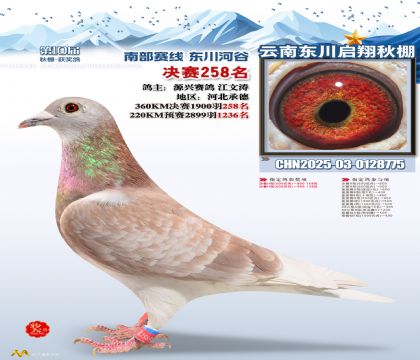 东川启翔决赛258名