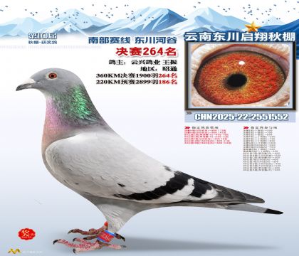 东川启翔决赛264名