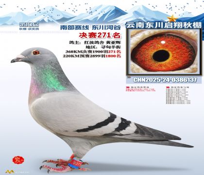 东川启翔决赛271名