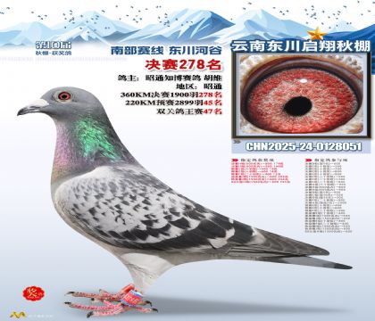 东川启翔决赛278名