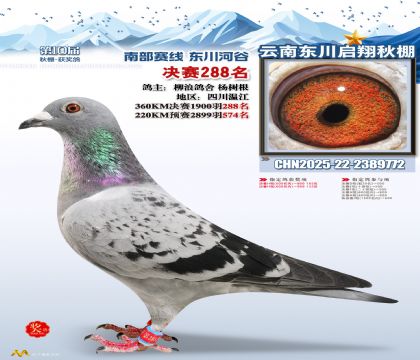 东川启翔决赛288名