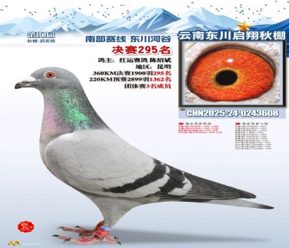 东川启翔决赛295名