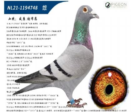 威廉迪布恩墨菲定律直子(特别推荐)