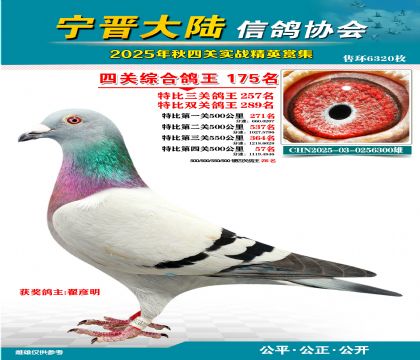 大陸特比四關(guān)鴿王175名