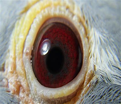 ��һ��ţ��