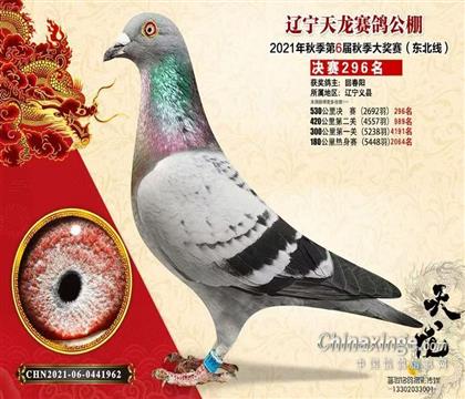 獲獎(jiǎng)鴿照片