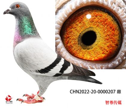 ��������699��