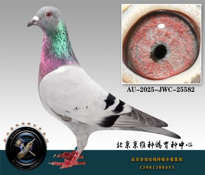 113-AU-2025-JWC-25582