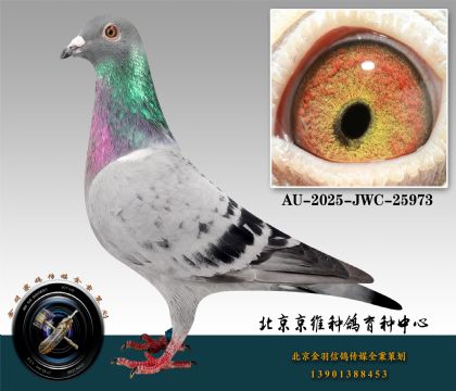 155-AU-2025-JWC-25973