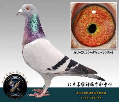 172-AU-2025-JWC-25954