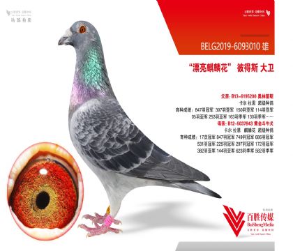 ˵˹ԭᡰţȮѪϵ-6093010