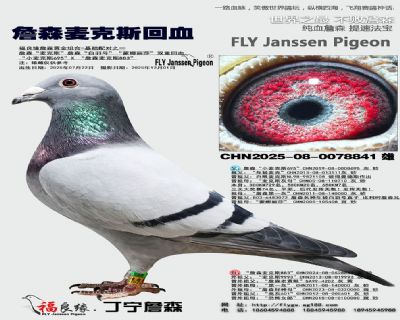 詹森麦克斯回血