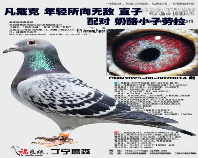 凡戴克 年轻所向无敌 直孙女