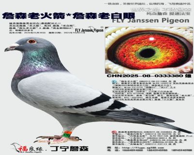 詹森老火箭/詹森老白眼