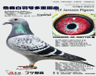 詹森白羽号多重回血