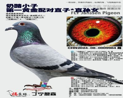 奶酪小子 第一黄金配对直子X奶酪小子/詹森