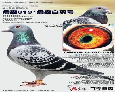 詹森019/詹森白羽号