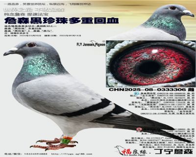 詹森黑珍珠多重回血