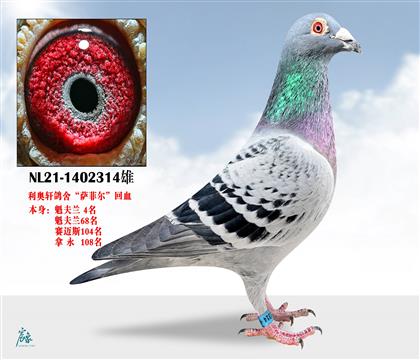 ������Ƭ