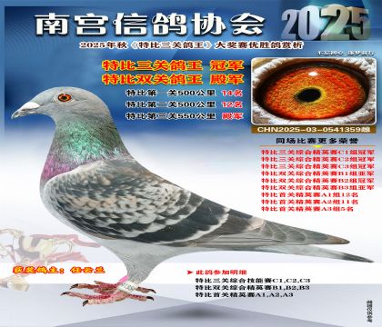 南宮鴿會(huì)三關(guān)鴿王冠軍