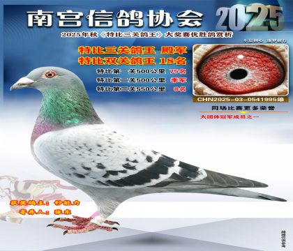 南宮鴿會(huì)三關(guān)鴿王4名