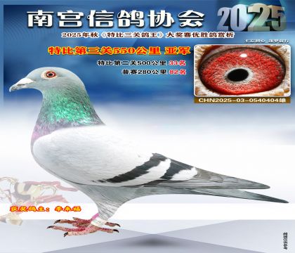 南宮鴿會(huì)第三關(guān)亞軍