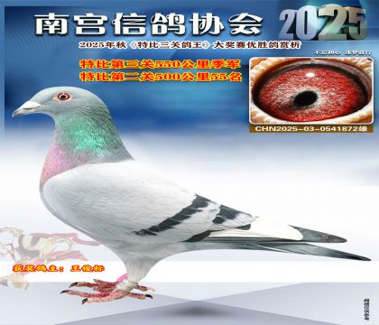 南宮鴿會(huì)第三關(guān)季軍