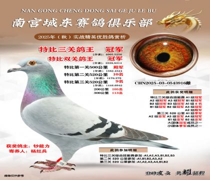 南宮城東三關(guān)鴿王冠軍