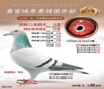 南宮城東三關(guān)鴿王5名