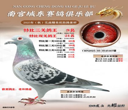 南宮城東三關(guān)鴿王9名