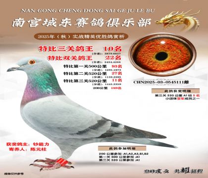 南宮城東三關(guān)鴿王10名