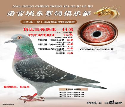 南宮城東三關(guān)鴿王11名