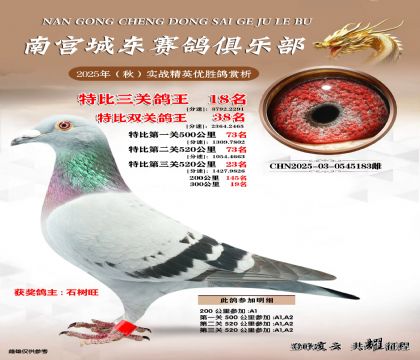 南宮城東三關(guān)鴿王18名