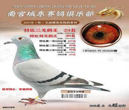 南宮城東三關(guān)鴿王23名