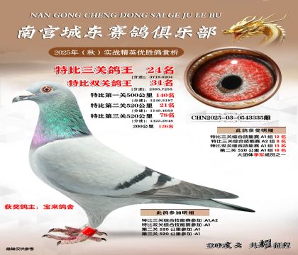 南宮城東三關(guān)鴿王24名