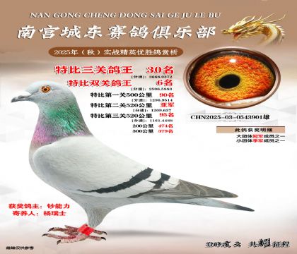 南宮城東三關(guān)鴿王30名
