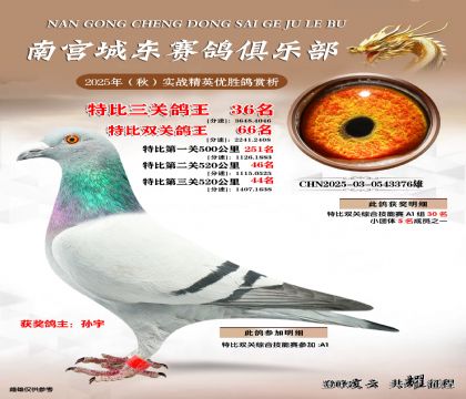 南宮城東三關(guān)鴿王36名