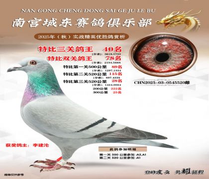 南宮城東三關(guān)鴿王40名