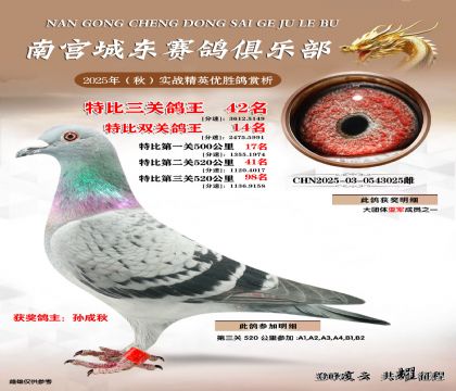 南宮城東三關(guān)鴿王42名