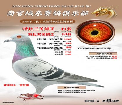 南宮城東三關(guān)鴿王43名