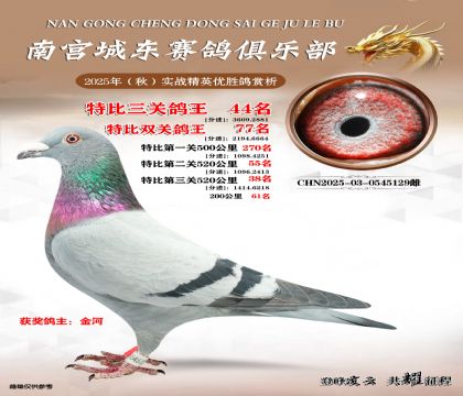 南宮城東三關(guān)鴿王44名