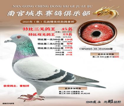 南宮城東三關(guān)鴿王45名