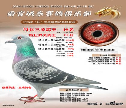 南宮城東三關(guān)鴿王48名