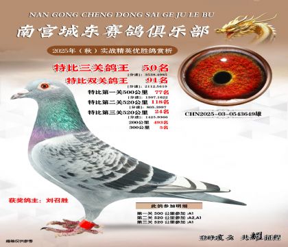 南宮城東三關(guān)鴿王50名