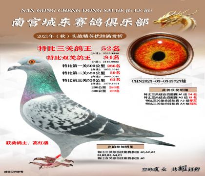 南宮城東三關(guān)鴿王52名